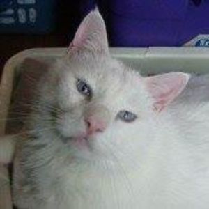 Meet your Posher, Tracey